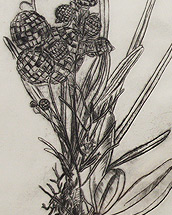 partyorchidee (2015, drypoint on paper, ~A4)